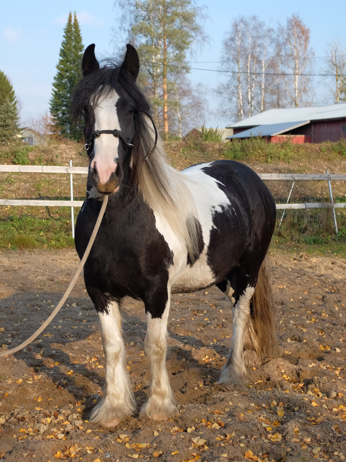 Lilja